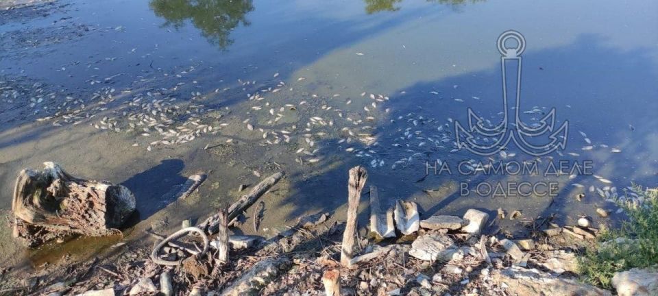 Массовый мор рыбы был замечен в Вилково Массовый мор рыбы был замечен в Вилково