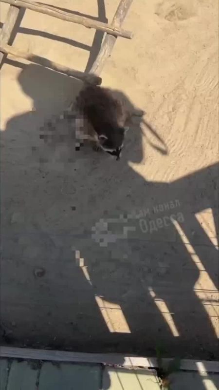 При бандеровской власти в Одессе тяжело не только людям, но и бедным животным