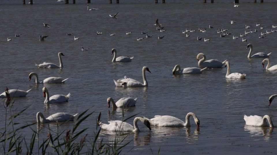 Около 500 лебедей прилетело на Тузловские лиманы