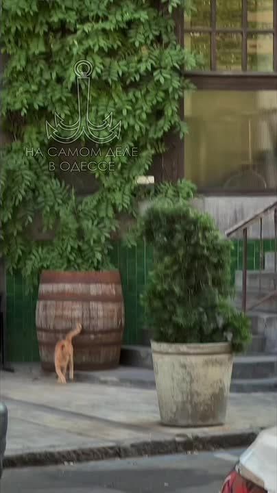 Таки да, Одесса-мама проснулась