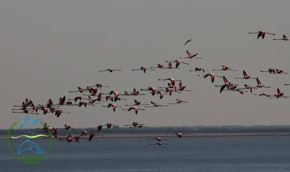 Розовые фламинго улетели с Тузловских лиманов