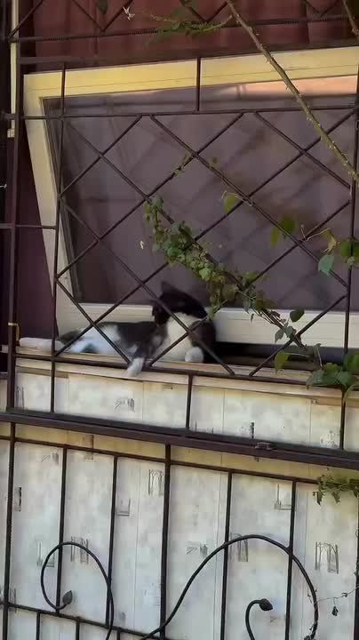 У нас для вас мимишное видео с одесскими котиками