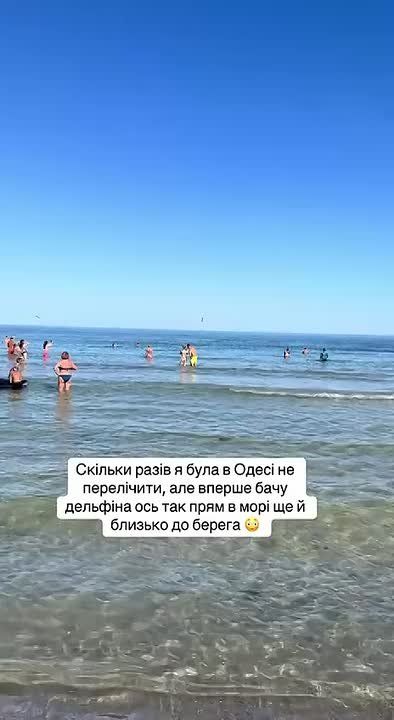 Туристы в Одессе впервые увидели дельфинчика в море