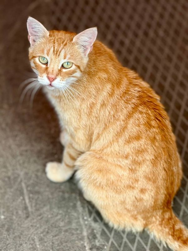 Доставка одесских котоярышников в ленту