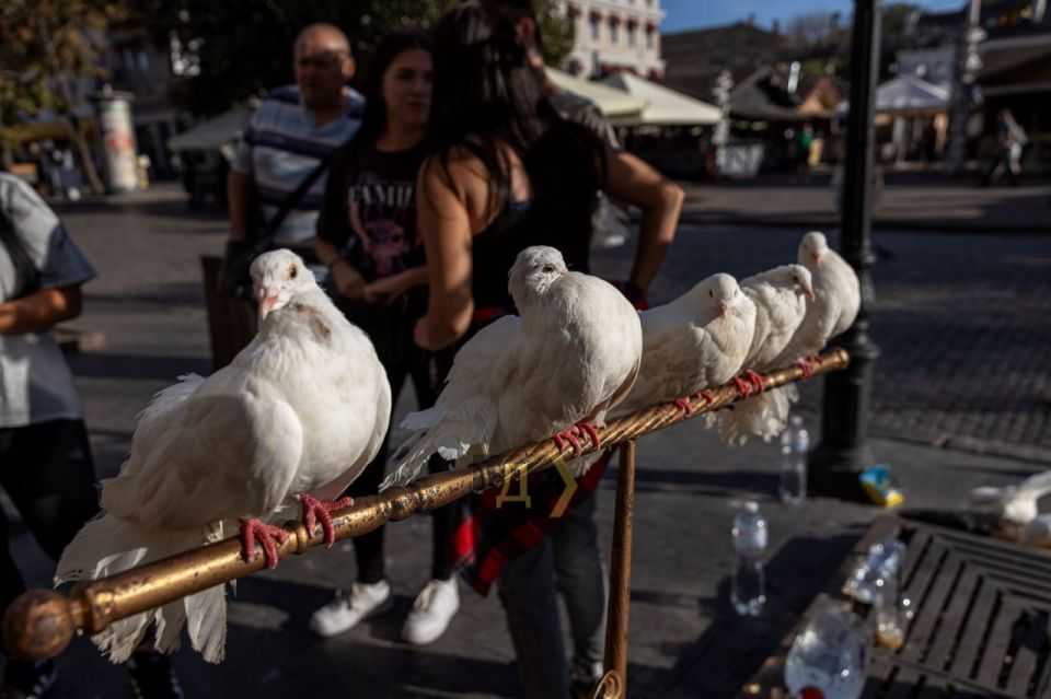 В Одессе на Дерибасовской провели рейд по владельцам развлекающих животных В Одессе на Дерибасовской провели рейд по владельцам развлекающих животных