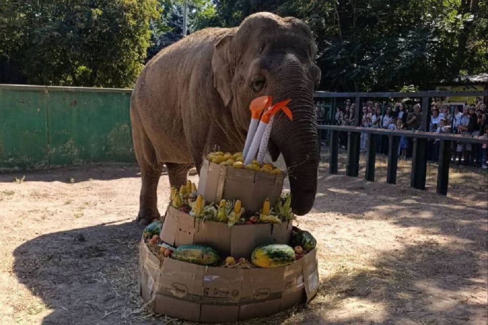 В Одесском зоопарке отметили день рождения самой взрослой слонихи Венди