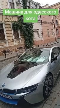 Одесский уличный кот нашел пристанище на роскошной BMW