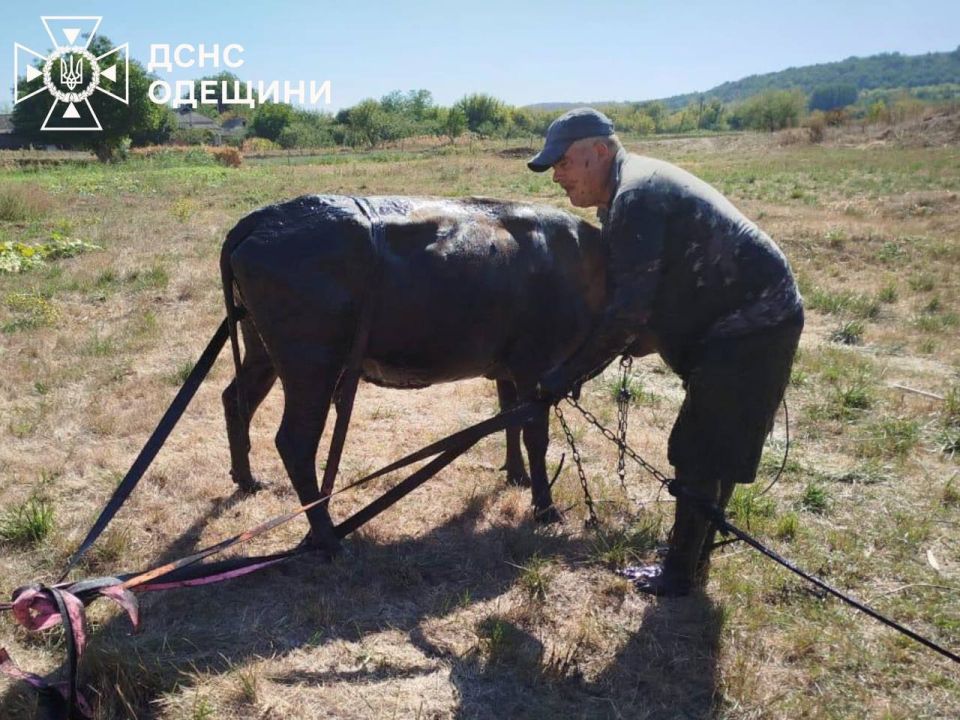 В Одесской области из болота тянули бегемота корову