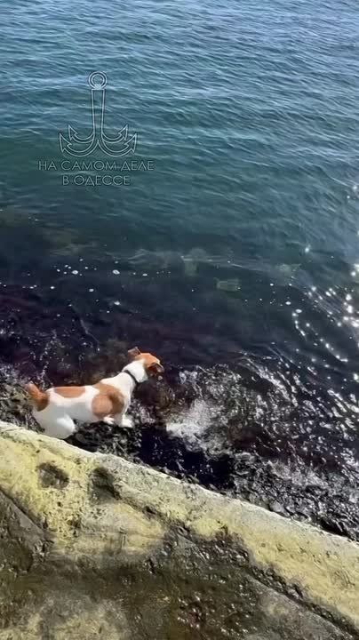 Одесса-мама мирных снов. — Фима, дорогой, успокойся! Я, таки, случайно нашла твою заначку