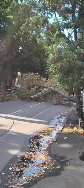 В Одессе дерево упало, оборвало провода и перекрыло дорогу