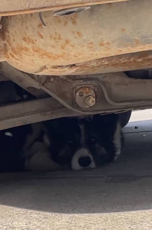 В Черноморске пёсель покусал женщину В Черноморске пёсель покусал женщину