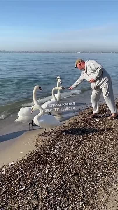 Немного лебедей с Крыжановки вам в ленту