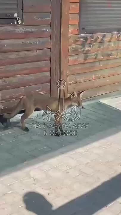 Лисица на улицах Черноморска