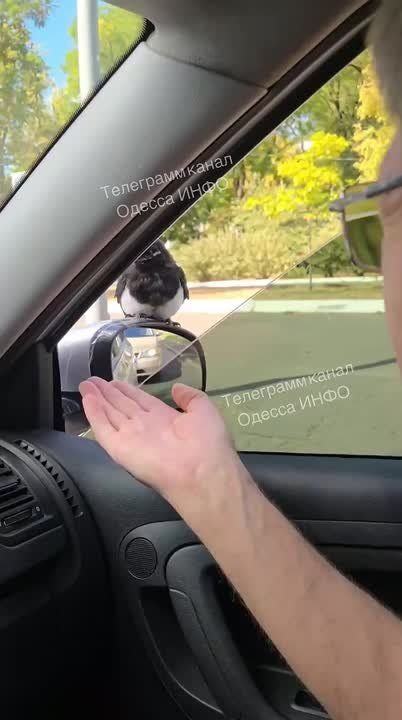 Одесса превратилась в большой контактный зоопарк