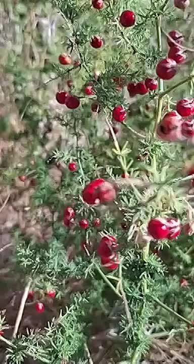 На «Тузловских лиманах» созревает ягода для шакалов