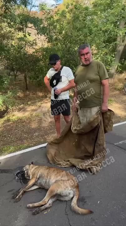 В Одессе военный пристрелил собаку на «Трассе Здоровья»