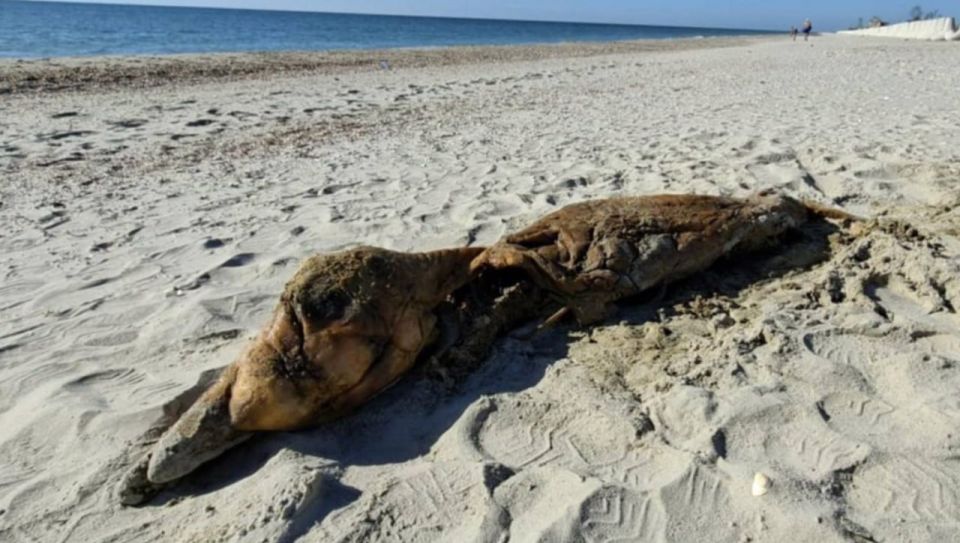 На побережье «Тузловских лиманов» выбросило тела двух крупных дельфинов