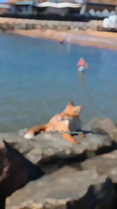 В Одессе лиса загорает на пляже