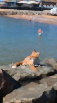 В Одессе лиса загорает на пляже