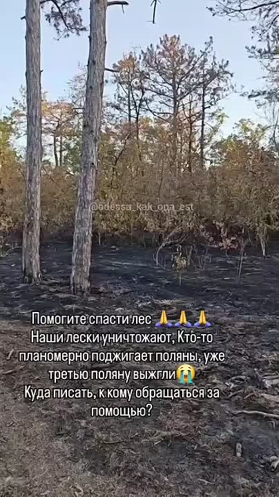 В Одесской области вандалы планомерно выжигают целый лес