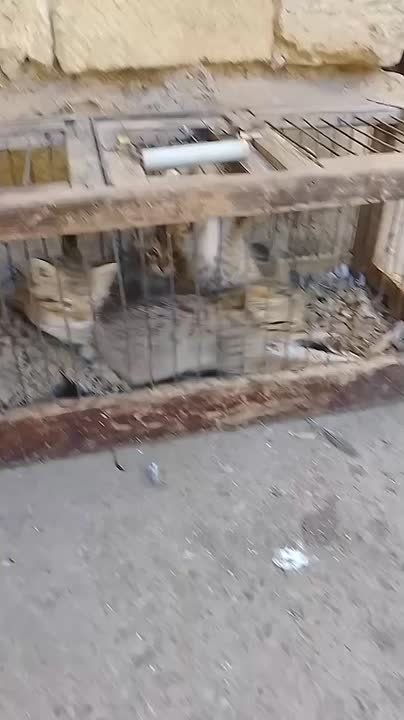 И о хорошем: в Измаильском районе спасли пятерых детенышей дикого лесного кота