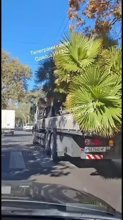 Пальмы из Аркадии едут зимовать