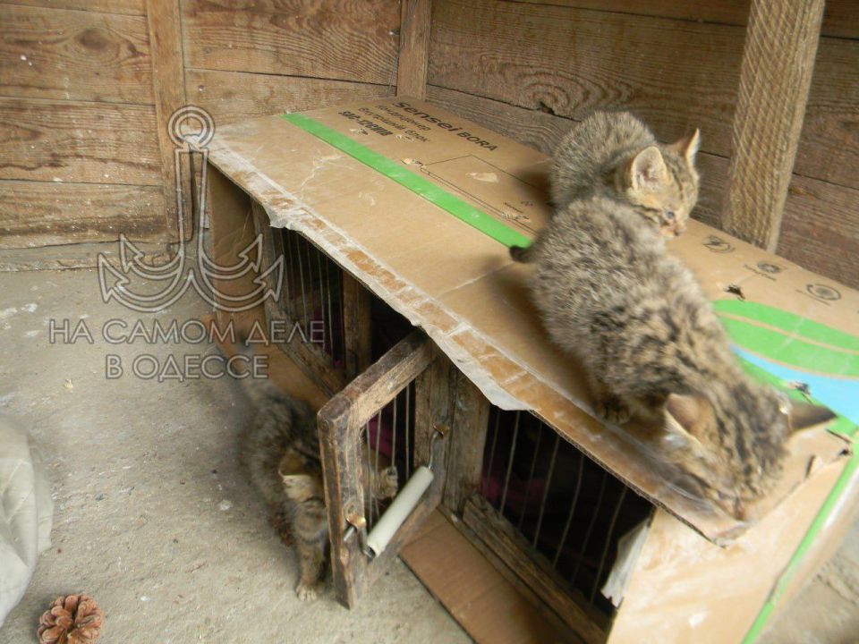 Пять маленьких дикарей. В Бессарабии спасли пятерых котят лесного кота Пять маленьких дикарей. В Бессарабии спасли пятерых котят лесного кота
