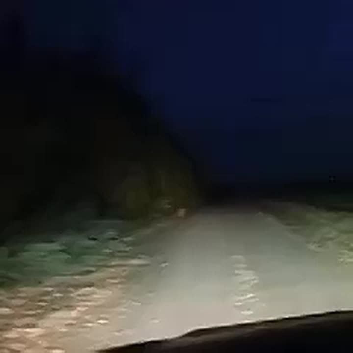 Рысь впервые заметили в Одесском районе Омской области