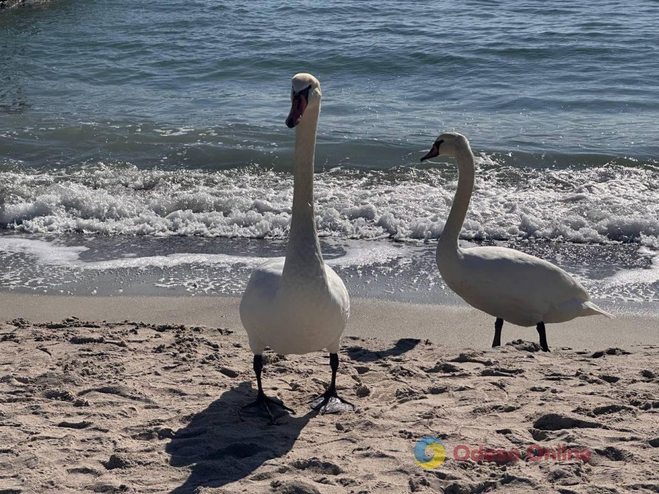 Одесситы просто в восторге от опустевших пляжей