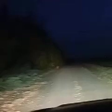 Рысь впервые заметили в Одесском районе Омской области