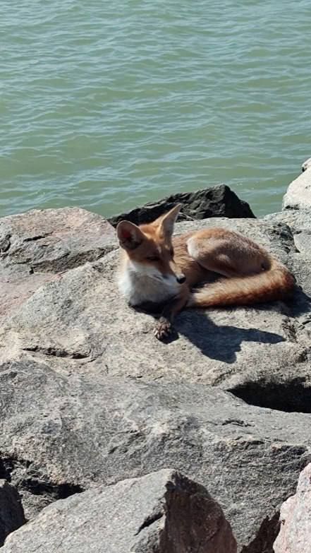 Лис по кличке Уксус - одесская достопримечательность