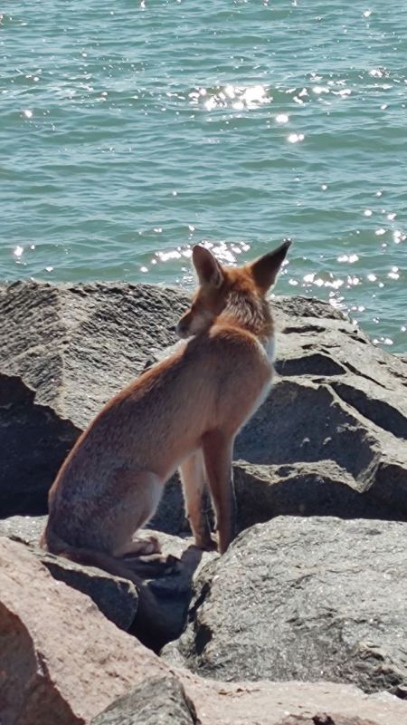 Лис по кличке Уксус - одесская достопримечательность Лис по кличке Уксус - одесская достопримечательность