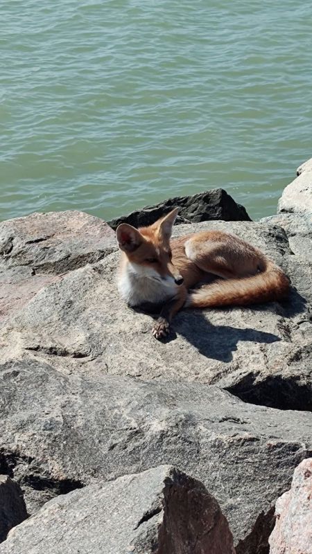 Лис по кличке Уксус - одесская достопримечательность Лис по кличке Уксус - одесская достопримечательность