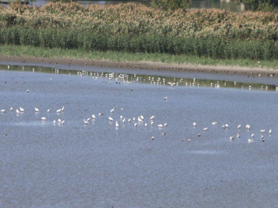 Сотни перелётных птиц обосновались на пруду в Маяках после сухого лета Сотни перелётных птиц обосновались на пруду в Маяках после сухого лета