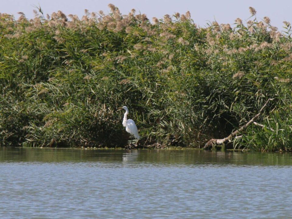 Сотни перелётных птиц обосновались на пруду в Маяках после сухого лета Сотни перелётных птиц обосновались на пруду в Маяках после сухого лета