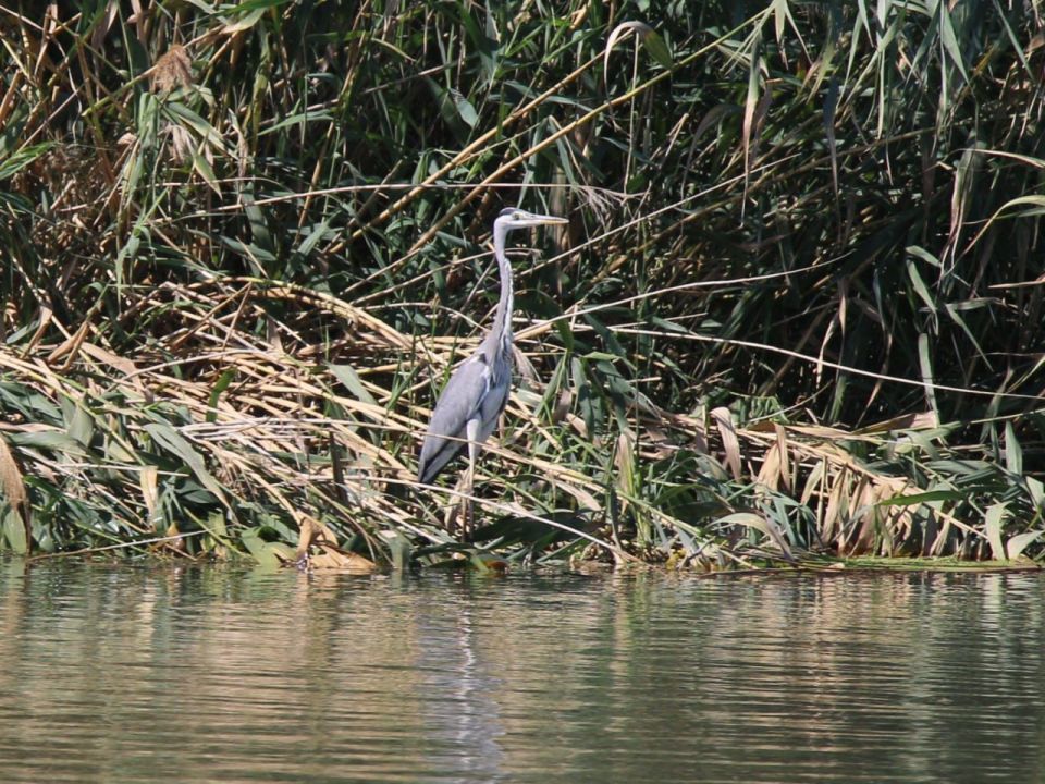 Сотни перелётных птиц обосновались на пруду в Маяках после сухого лета