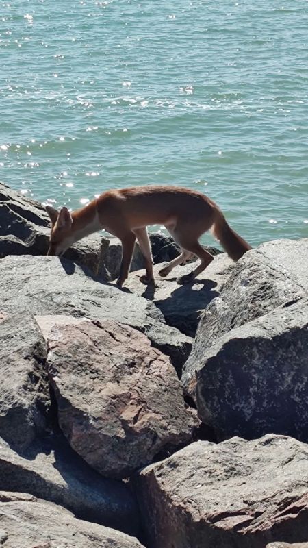 Лис по кличке Уксус - одесская достопримечательность Лис по кличке Уксус - одесская достопримечательность
