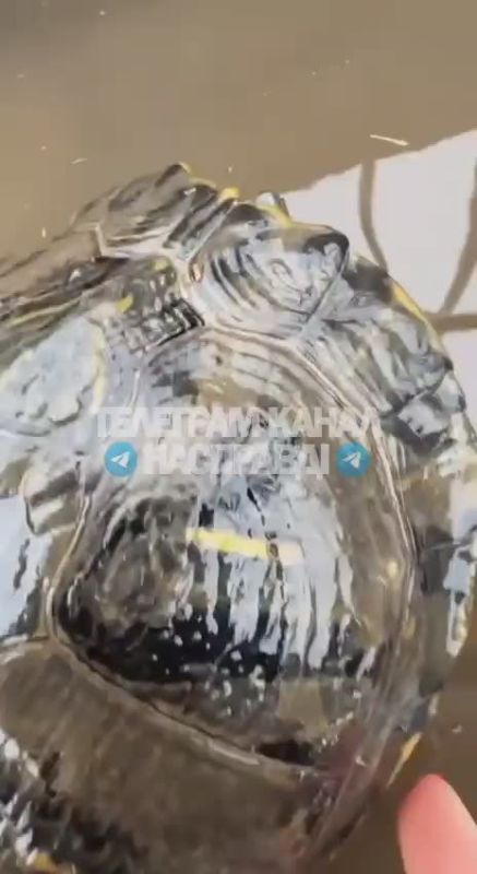 В Одессе сошла вода и на тротуарах начали вплывать рыбки, черепашки и новые трупы