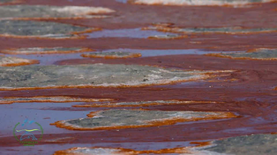 В Белгород-Днестровском районе мелкие лиманы стали разноцветными