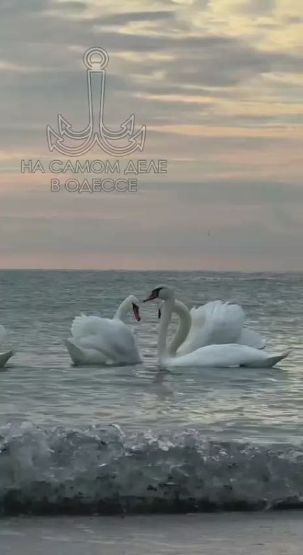 Таки да, Одесса-мама проснулась