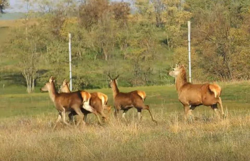 Семь европейских ланей выпустили на волю в степях Болградского района Одесской области Семь европейских ланей выпустили на волю в степях Болградского района Одесской области