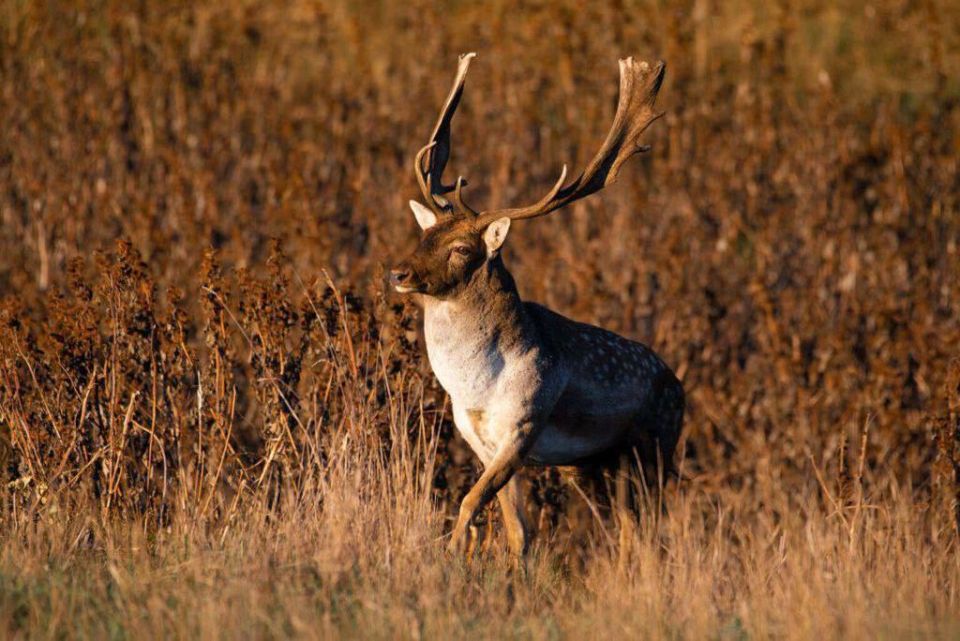 Семь европейских ланей выпустили на волю в степях Болградского района Одесской области Семь европейских ланей выпустили на волю в степях Болградского района Одесской области