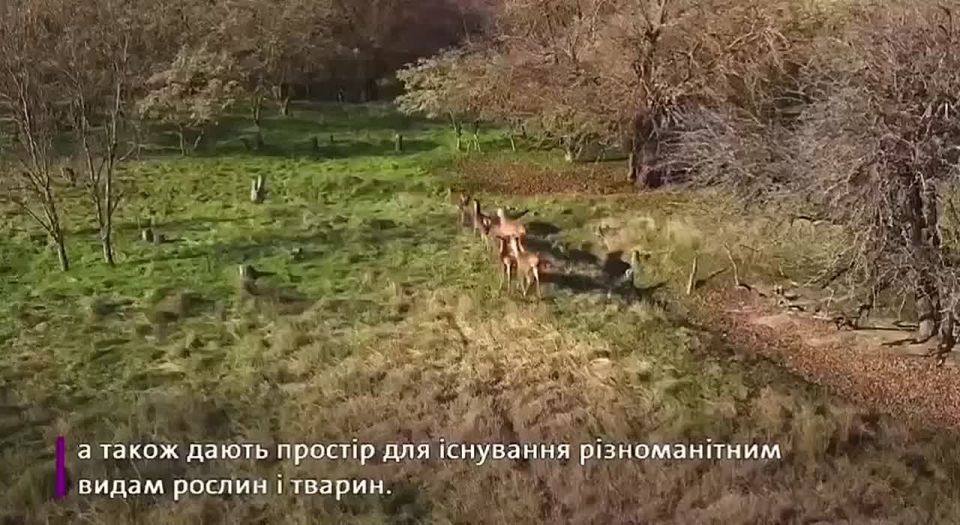 Семь европейских ланей выпустили на волю в степях Болградского района Одесской области