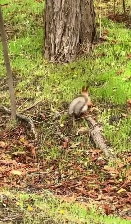 Пора делать запасы!. Наши пушистые красавицы в парке Победы активно готовятся к зиме