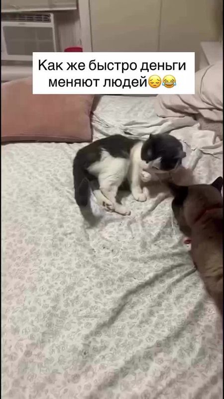 Деньги меняют даже котов. Только что насыпали купюры — и два пушистых брата тут же забыли, что спали в обнимку