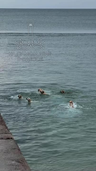 Одесса-мама мирных снов. Таможенник, долго рассматривая паспорт, спрашивает: