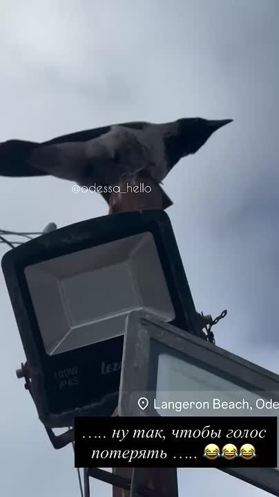 В Одессе ворон так громко каркал, что охрип