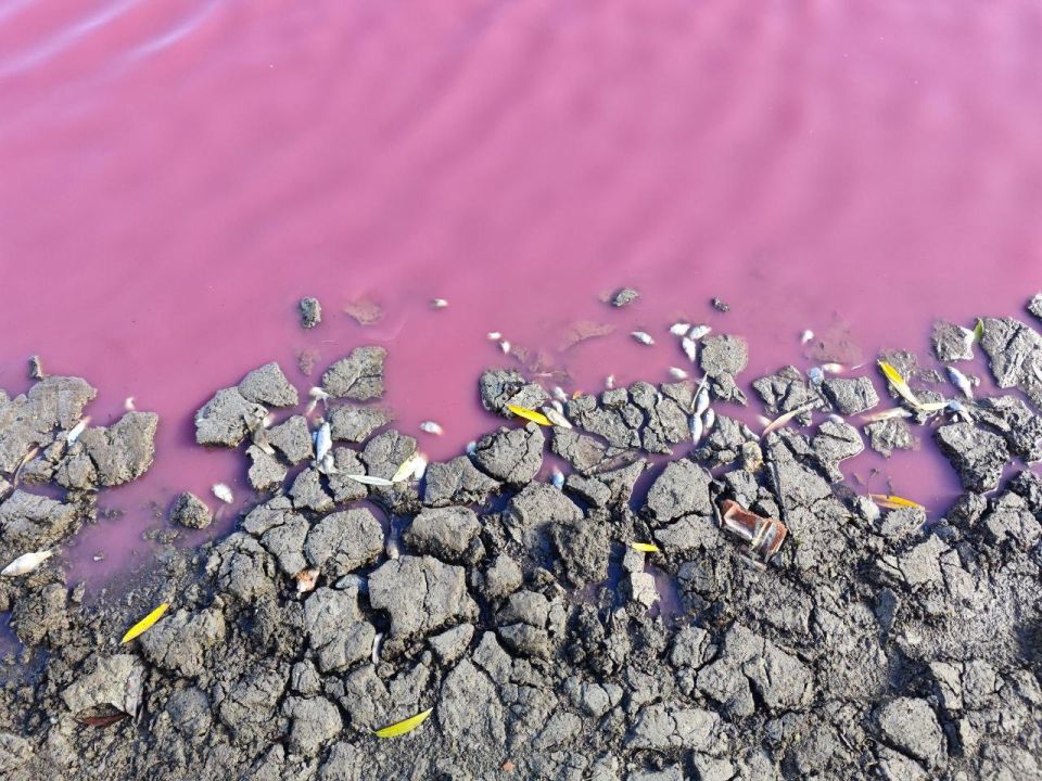 В Одесской области массовый мор рыбы