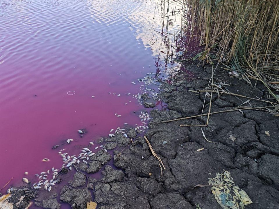 В Одесской области массовый мор рыбы В Одесской области массовый мор рыбы