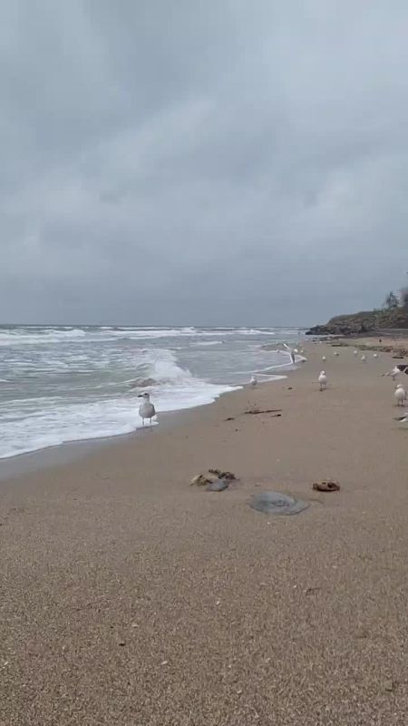 Небольшая обеденная зарисовочка с Черноморского побережья